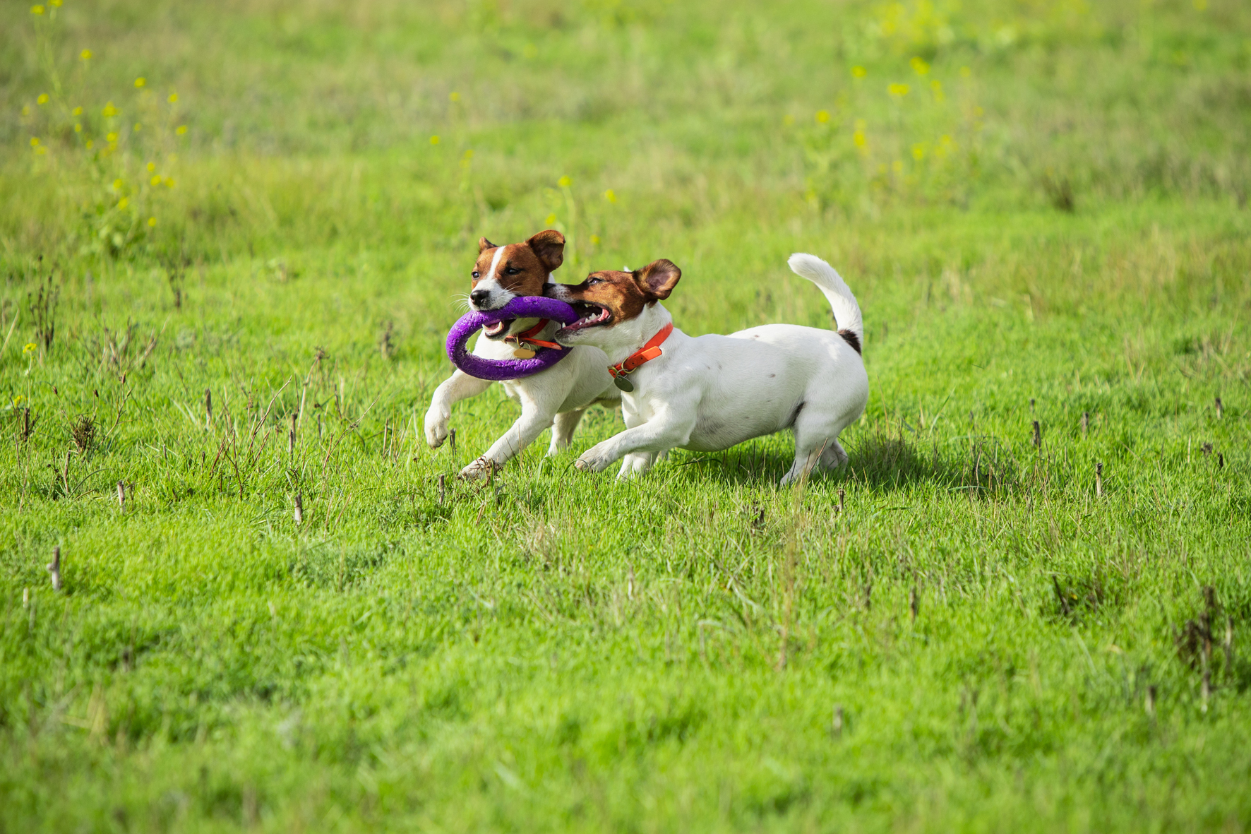 Espacio seguro para ocio canino